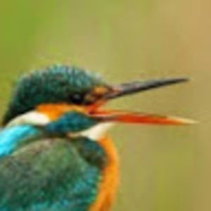 Meet your Posher, Finn